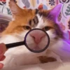 cats don't sleep 15