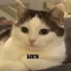 cats don't sleep 16