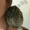 СовYшки 14