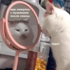 cats don't sleep 18