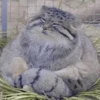 cats don't sleep 19