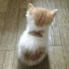 cats don't sleep 20