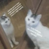 cats don't sleep 21