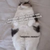 cats don't sleep 22