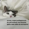 cats don't sleep 23