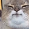 cats don't sleep 24