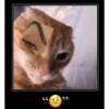cats don't sleep 25