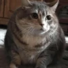 cats don't sleep 27