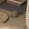 cats don't sleep 28