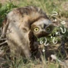 СовYшки 29
