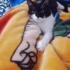 cats don't sleep 30