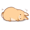 Soft and cute rabbits 29