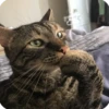 Animals? 5