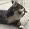 Cats — 5