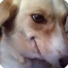 Animals? 8