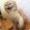 Animals? 9