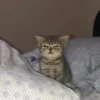 TiredMeow 😪 5