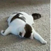 TiredMeow 😪 6