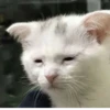 TiredMeow 😪 7