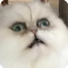 Animals? 13