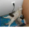 TiredMeow 😪 8