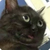 Animals? 14