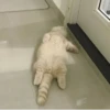 TiredMeow 😪 9