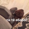ти тё ебобо?