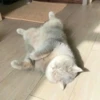 TiredMeow 😪 10