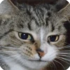 Animals? 15