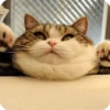 Animals? 16