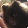 Animals? 17