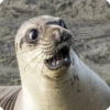 Animals? 18