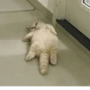 TiredMeow 😪 11