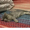 TiredMeow 😪 14