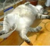 TiredMeow 😪 15