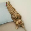 TiredMeow 😪 16