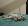 TiredMeow 😪 17