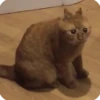 Animals? 27