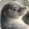 Animals? 28