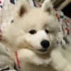 Mine little private pack 22