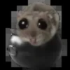 Sad hamster 5