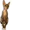 cats 5