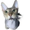 cats 6