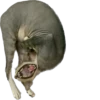 cats 8