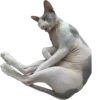 cats 10