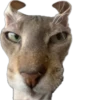 cats 11