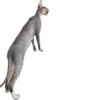 cats 12