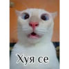 Саймон говорит 15