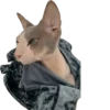 cats 13